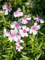 Phlox subulata Coral Eye  /