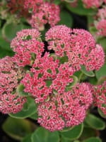Sedum telephium 'Munstead Purple' / Herbstsedum 'Munstead Purple' / Hohe Fetthenne 'Munstead Purple' / Großes Garten-Fettblatt 'Munstead Purple'