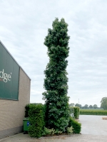 SäulenAmberbaum 'Slender Silhouette' / Liquidambar styraciflua