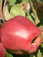 Malus domestica 'Gloster' / Apfel 'Gloster'