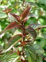 Mentha spicata 'Black Spearmint' / Dunkle Spearmint-Minze