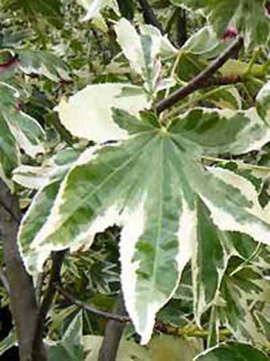 Amerikanischer Amberbaum 'Silver King' / Liquidambar styraciflua