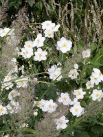Anemone japonica 'Honorine Jobert' / Herbst-Anemone 'Honorine Jobert'
