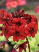 Primula japonica 'Miller's Crimson' / Garten-Etagen-Primel