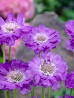 Scabiosa caucasica 'Stäfa' / Skabiose