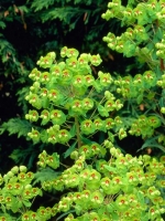 Euphorbia martinii / Busch-Wolfsmilch