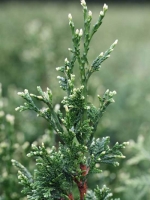 Thuja plicata 'Can Can' / Goldspitzen-Lebensbaum 'Can Can'
