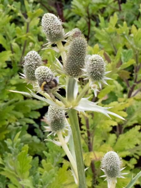Eryngium agavifolium / Agavenblättrige Mannstreu
