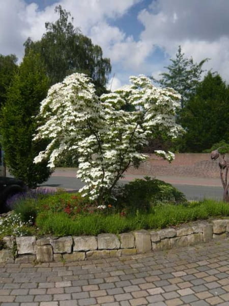 Chinesischer BlumenHartriegel 'Milky Way' / Cornus kousa var