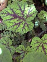 Tiarella cordifolia 'Tiger Stripe ®' / Schaumblüte
