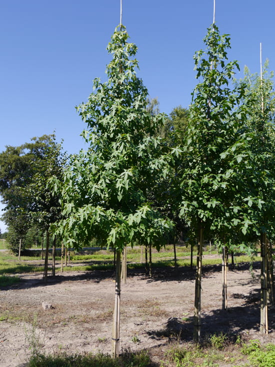 Amberbaum 'Stared' / Liquidambar styraciflua 'Stared' günstig kaufen