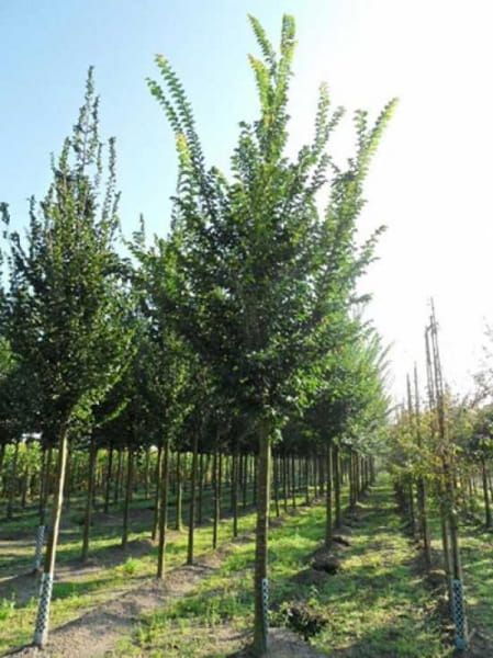 Schmalkronige StadtUlme / Ulmus 'Lobel' günstig kaufen