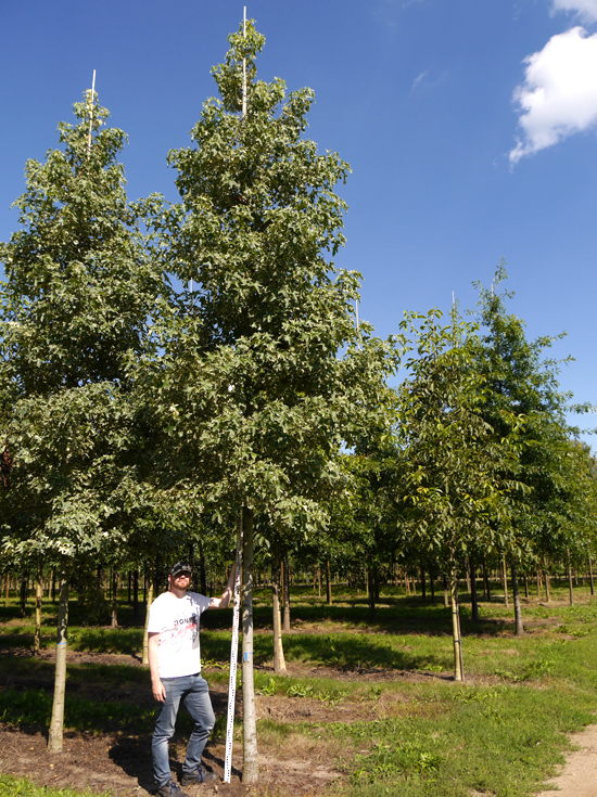 Amerikanischer Amberbaum 'Silver King' / Liquidambar styraciflua