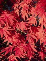 Acer palmatum 'Nicholsonii' / Fächer-Ahorn 'Nicholsonii' / Japanischer Ahorn