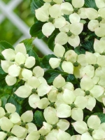 Cornus kousa / Japanischer Blumen-Hartriegel