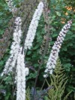 Cimicifuga japonica acerina (Actaea japonica acerina) / Zwerg-Silberkerze