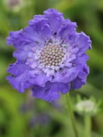 Scabiosa caucasica 'Fama' / Große Garten-Skabiose