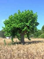 Morus alba / Weißer Maulbeerbaum