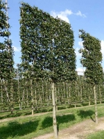 Carpinus betulus / Hainbuche / Weißbuche 'Hochstamm-Spalier' H:200 B:220 T:20 (Stamm 225 cm)