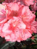 Rhododendron obtusum 'Blaauw's Pink' / Japanische Azalee 'Blaauw's Pink'