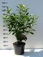 Prunus laurocerasus 'Novita' / Kirschlorbeer 'Novita' 80-100 cm im 5-Liter Container