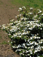 Viburnum plicatum 'Summer Snowflake' / Japanischer Schneeball 'Summer Snowflake'
