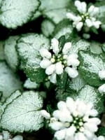 Lamium maculatum 'White Nancy' / Weiße Taubnessel