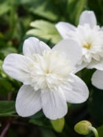 Anemone nemorosa 'Vestal' / Buschwindröschen 'Vestal'