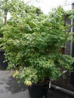 Acer palmatum / Fächer-Ahorn / Japanischer Ahorn