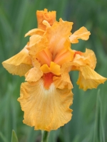 Iris barbata-elatior 'Fresno Calypso' / Hohe Bart-Iris 'Fresno Calypso'