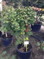Acer japonicum 'Microphyllum' / Fächerahorn 'Microphyllum'