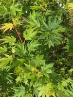 Acer palmatum 'Berry Broom' / Fächer-Ahorn 'Berry Broom'