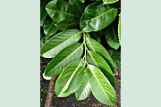 Prunus_Rotundifolia