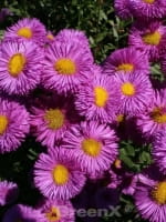 Erigeron 'Rosa Juwel' / Garten Feinstrahlaster