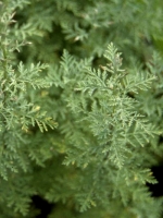 Artemisia pontica / Römischer Wermut