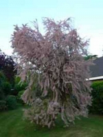Tamarix gallica / Französische Tamariske