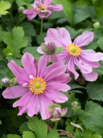 Anemone hupehensis 'Pretty Lady Emily' / Herbst-Anemone 'Pretty Lady Emily'