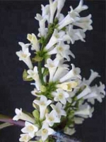 Syringa pinnatifolia / Fiederblättriger Flieder