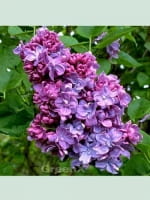 Syringa vulgaris 'Katherine Havemeyer' / Gartenflieder / Gewöhnlicher Flieder / Edelflieder