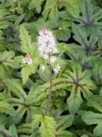 Tiarella cordifolia Candy Striper ®' / Schaumblüte 'Candy Striper ®'