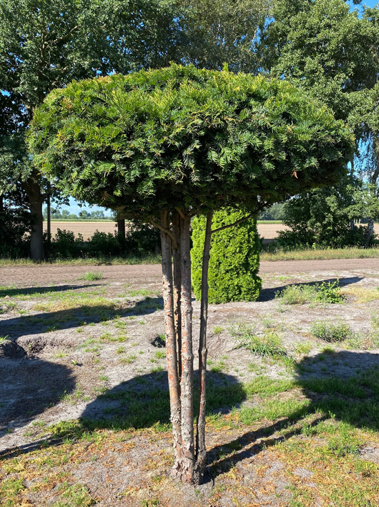 Heimische Eibe Schirm (Nr.1202) / Taxus baccata 140 cm breit x 240 cm