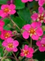 Fragaria x ananassa 'Lipstick' / Garten-Zier-Erdbeere