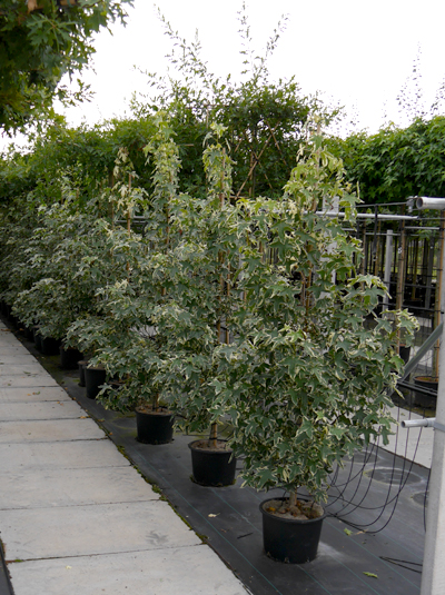 Amerikanischer Amberbaum 'Silver King' / Liquidambar styraciflua