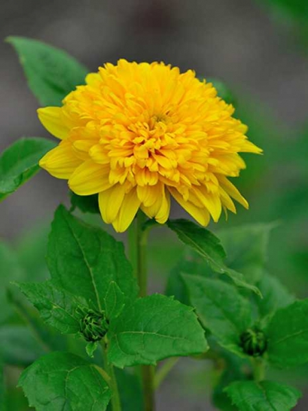 StaudenSonnenblume 'Soleil D'Or' / Helianthus decapetalus 'Soleil d'Or'