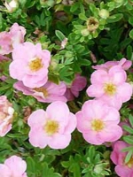 Potentilla fruticosa 'Lovely Pink ®' / Fünffingerstrauch 'Lovely Pink'