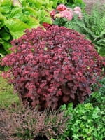Sedum telephium 'Xenox' ® / Hohe Fetthenne 'Xenox' / Garten-Fettblatt 'Xenox'