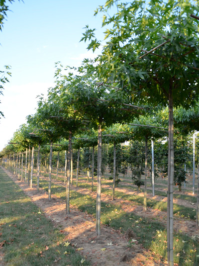 Amberbaum 'Worplesdon' 'Dachform/Dachspalier' / Liquidambar styraciflua