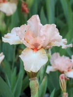 Iris barbata-elatior 'Pink Empress' / Hohe Bart-Iris 'Pink Empress'