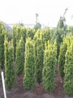 Taxus baccata 'Fastigiata Aurea' / gelbe Säulen-Eibe 100-125 cm mit Ballierung