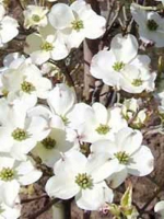 Cornus florida 'Daybreak' / Amerikanischer Blumen-Hartriegel 'Daybreak'